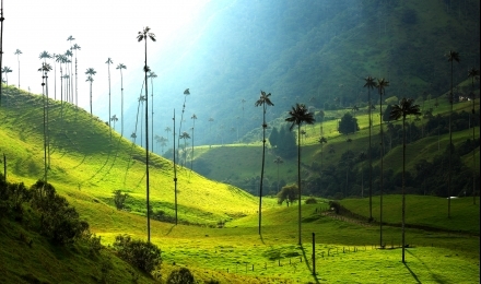 Valle de Cocora - Foto
